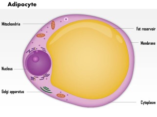 0814_adipocyte_medical_images_for_powerpoint_slide01